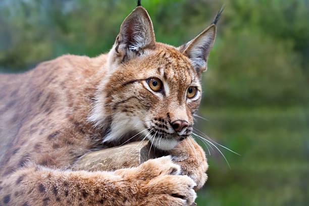 istock lynx  against wildness area 142558107