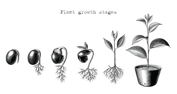 식물의 성장 단계 [형질전환] - seed stock illustrations