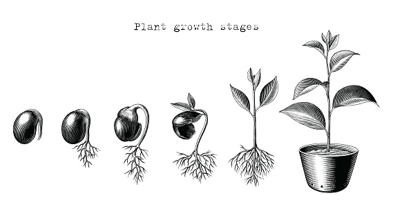 Plant growth stages hand drawing engraving style