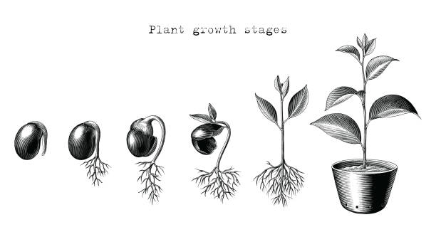 Growth step of plant [Converted] Plant growth stages hand drawing engraving style seed stock illustrations