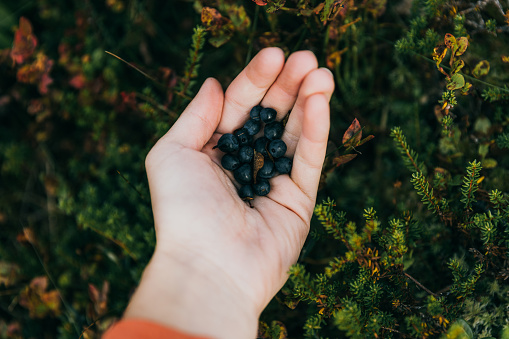Close-up view of woman's hand holding freshly picked blackberry berries above the colorful plants in Norway
