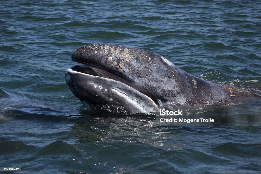 Grey whale young showing baleen, Baja California, Mexico Grey whale baby showing baleen in breeding area of Baja California, Mexico Gray Whale Stock Photo