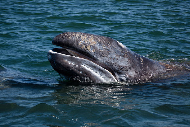 Grey whale young showing baleen, Baja California, Mexico Grey whale baby showing baleen in breeding area of Baja California, Mexico gray whale stock pictures, royalty-free photos & images