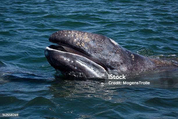 Grey Whale Young Showing Baleen Baja California Mexico Stock Photo - Download Image Now