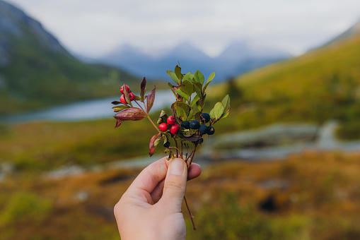 View of woman's hand holding wild plants and the beautiful lake with mountain range on the background, Scandinavia