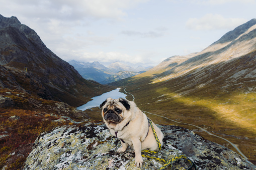 A beautiful dog admiring the autumn day in the mountains of Norway - view of the reflection lake, the mountains range and the road through the tundra, More og Romsdal county, Scandinavia