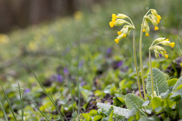 istock wild spring primrose, Northern Bohemia, Czech Republic 1425585379