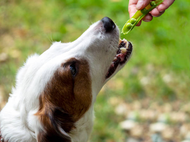 istock The dog eats green peas. Vegetarian dog. 1425585550
