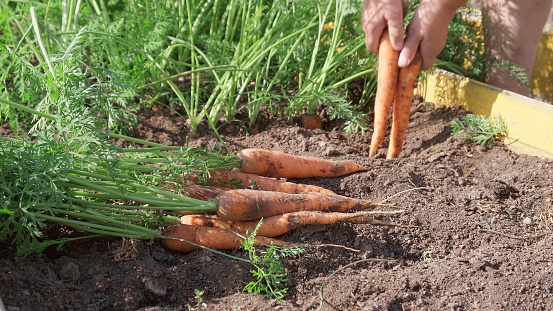 Female hands pull out fresh carrots from the soil. Hands of a woman pulling a carrot out of the soil. Harvesting carrots in the garden. Gardener pulls carrots from the ground