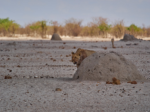 Lonely female lioness in the plains of Etosha National Park Namibia
