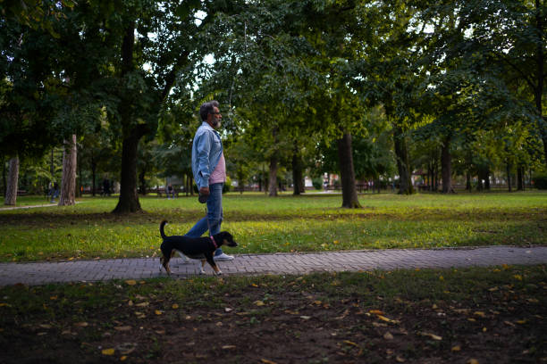 istock Caucasian man walking dog in park 1425589398