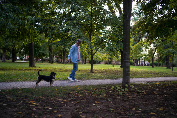 istock Senior man walking dog 1425589400