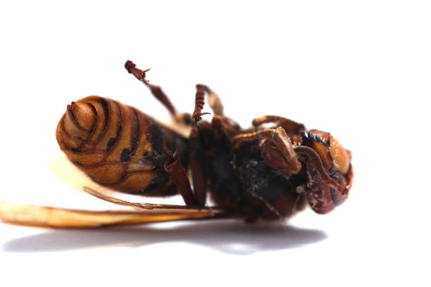 Dead hornet insect species protection nature conservation