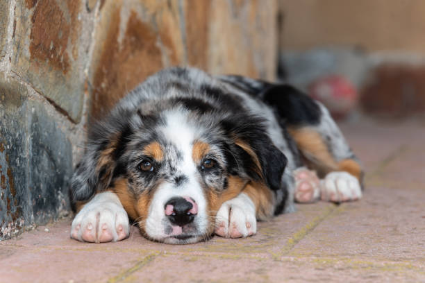 australian shepherd - australian shepherd imagens e fotografias de stock