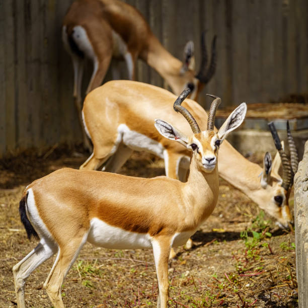 Several gazelles eating grass and another looking at the camera attentively