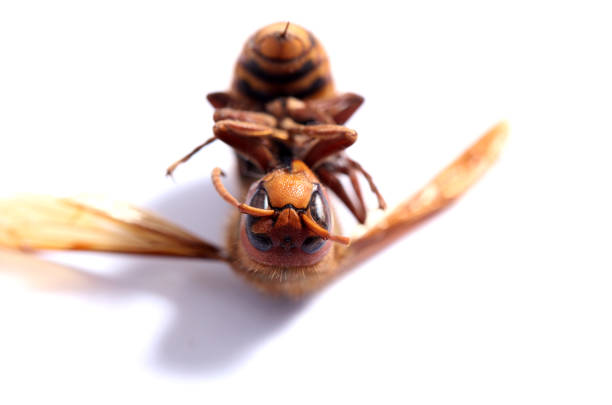 Dead hornet insect species protection nature conservation
