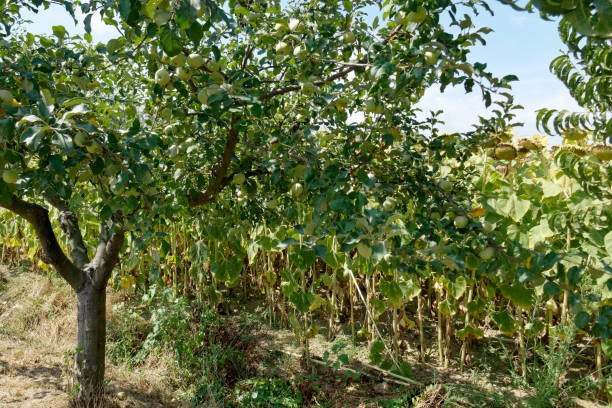istock Apple tree with ripe apples in summer . Tuscany, Italy 1425592491