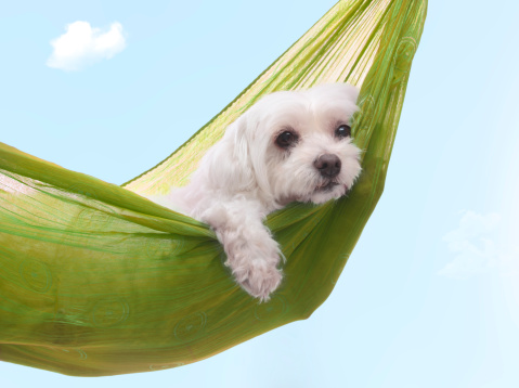 Cute dog siesta or lazing around under a beautiful summer sky
