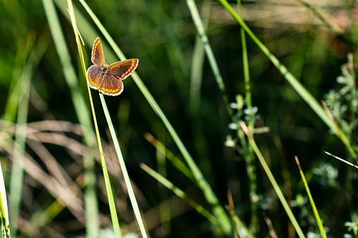 Among the wild green vegetation a brown butterfly (Aricia Agestis) is looking for food, it is a butterfly of the Lycaenidae family, pollination.