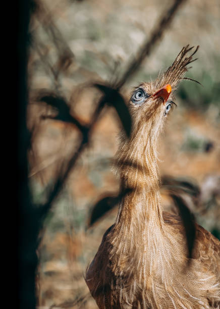 istock Curious Seriema bird peeking behind foliage 1425593708