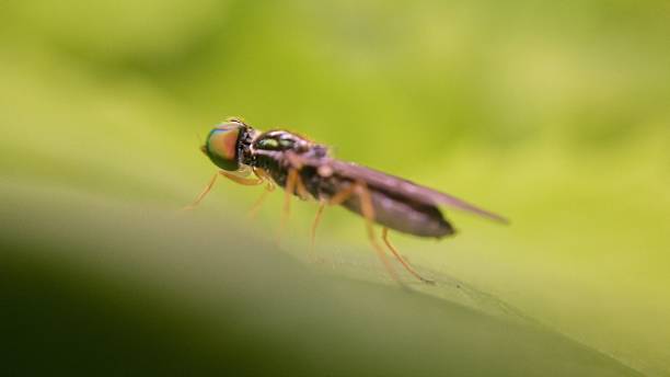 mouches soldats - insect fly animal eye single flower photos et images de collection