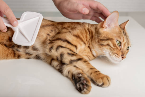 istock The owner carefully combs the Bengal cat. 1425594010