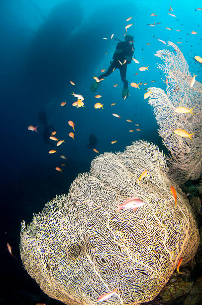 istock scuba divers swim under boat with fan coral 142559571