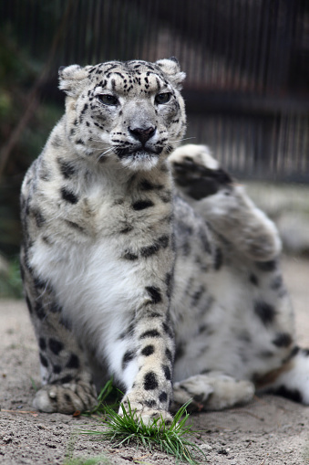 wildlife concept - close up portrait of snow leopard sitting