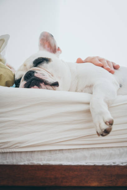 istock Man stroking dog on bed at home 1425596863