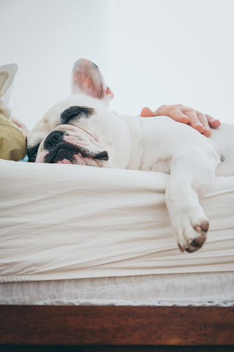 Man strokes French Bulldog lying in comfortable bed in sunny morning