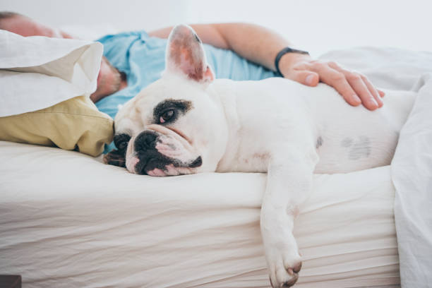 istock Man stroking dog on bed at home 1425596965