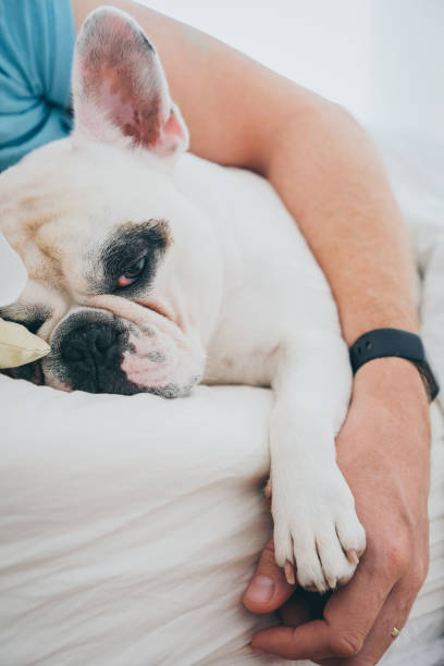 istock Man lies in bed with dog 1425597027