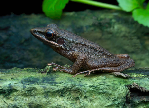 istock brown frog from west borneo seen from the side 1425597282