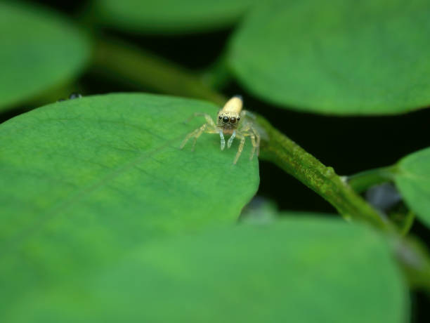 istock Small jumping spider on the leaves 1425597630