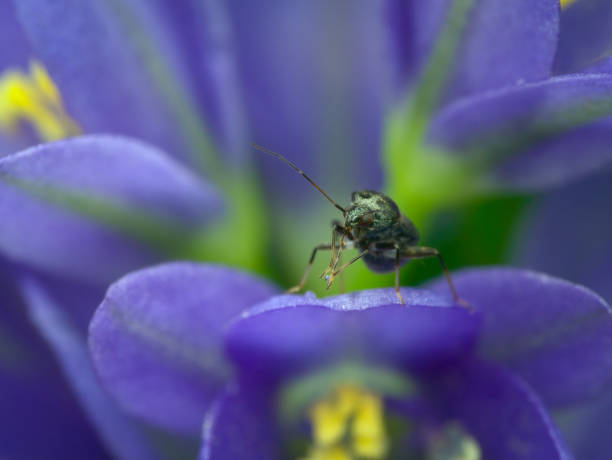 istock Small black leaf bugs on the water lily flowers 1425598922
