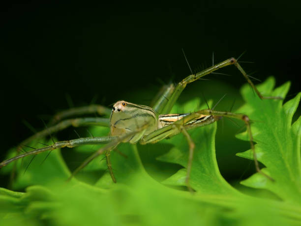 istock Strip lynx spider on the fern leafs 1425599037