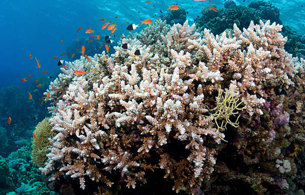 istock Coral and fishes 142560018