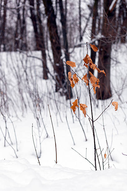 Orange leaves and snow. A winter landscape stock photo