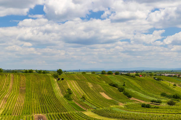 istock Spring vineyard near Cejkovice, Southern Moravia, Czech Republic 1425601820