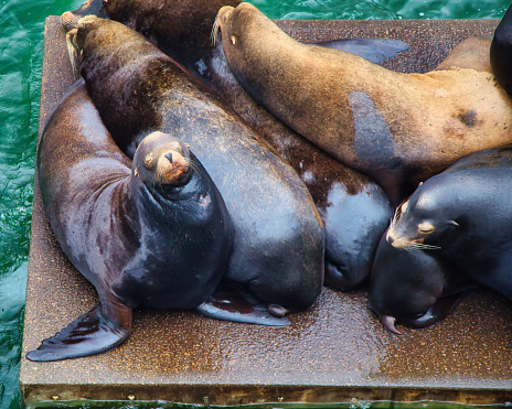 Sleeping California sea lions on the docks