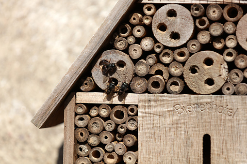 Insect hotel Bee hotel with small tubes in the wood