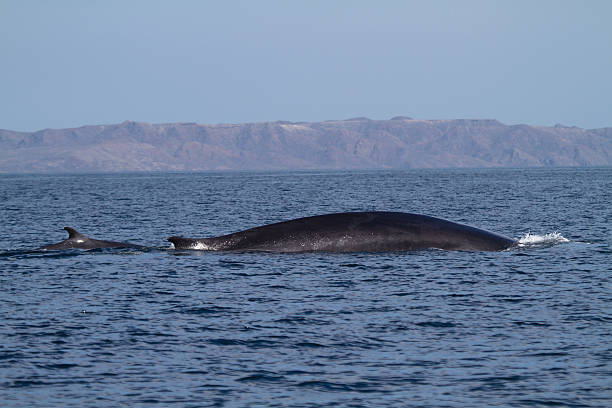 Balenottera comune madre con bambino, il Sea of Cortez (Golfo del Messico, Messico - foto stock