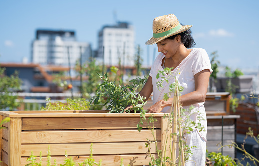 Photo of adult woman taking care of the plants in her rooftop garden. Healthy lifestyle and self-sufficiency in food concept.