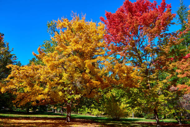 istock Trees With Beautiful Fall Colors Against A Bright Blue Sky. 1425605778