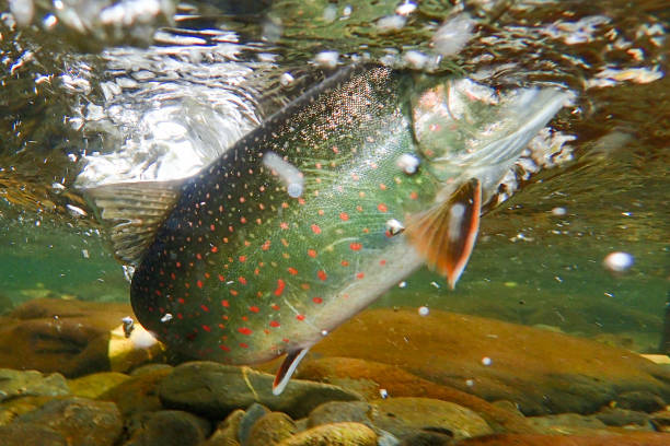 istock Wild dolly varden char in the Russian River, Alaska 1425607949