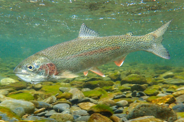 istock Underwater view of a wild Alaskan rainbow trout 1425608087
