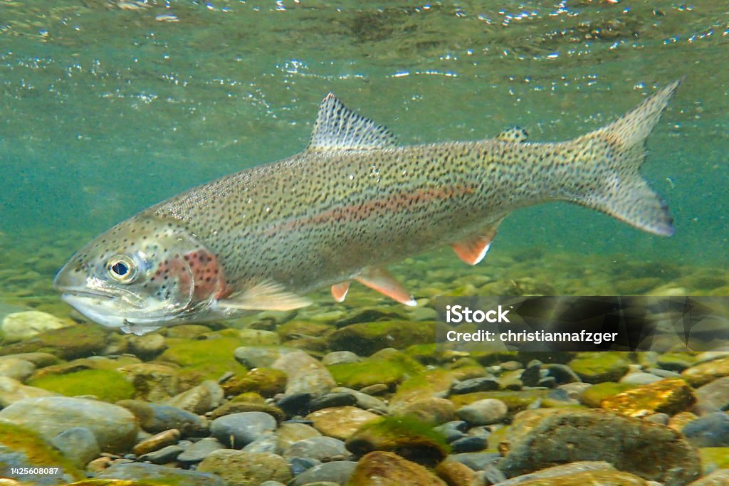 Underwater view of a wild Alaskan rainbow trout Fly fishing for rainbow trout in Alaska Rainbow Trout Stock Photo