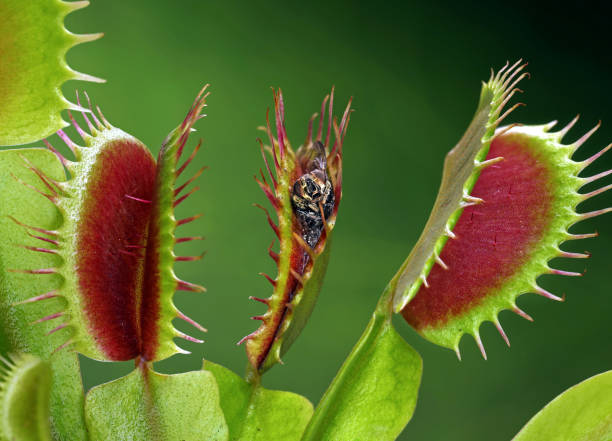 zbliżenie rozłożonej muchy w półotwartą muchołówkę wenus, dionaea muscipula z uwięzioną muchą na zielonym tle - carnivore zdjęcia i obrazy z banku zdjęć