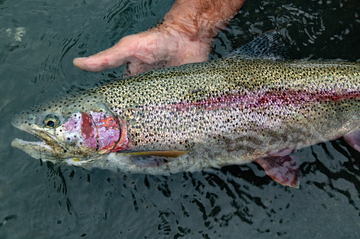 Fly fishing for rainbow trout in Alaska