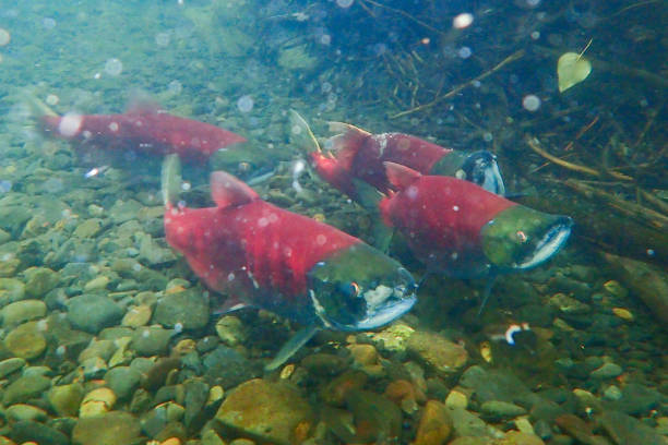 vista subacquea del salmone sockeye che depone le uova in alaska - sockeye salmon immagine foto e immagini stock